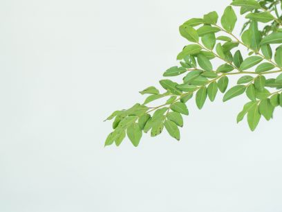 Eucalyptus mix for hammam