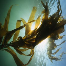 Laminaria Algae Water-Soluble Jelly